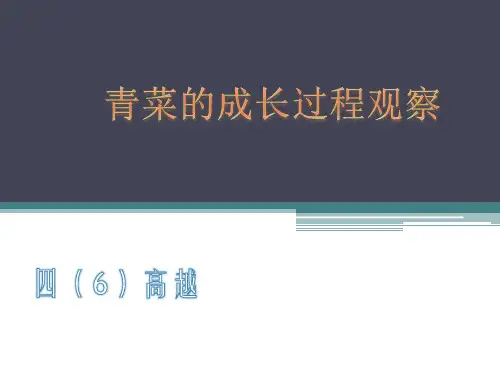青菜的成长过程观察记