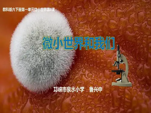 教科版六年级下册科学：微小世界和我们共24页