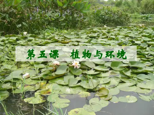 小学六年级科学-植物与环境