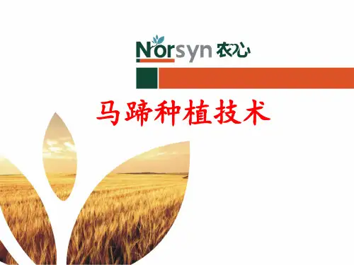 马蹄种植技术 (2)