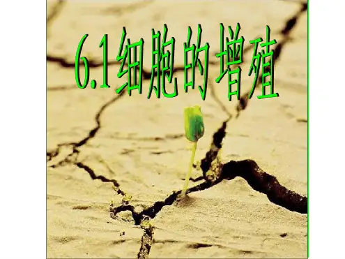 61细胞增殖