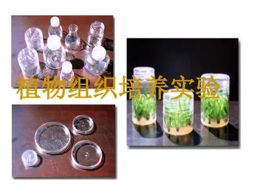 植物组织培养