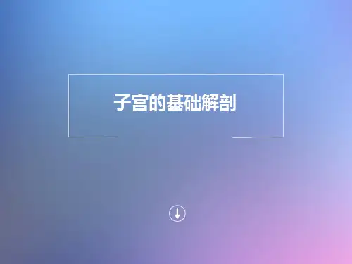 子宫的基础解剖课件