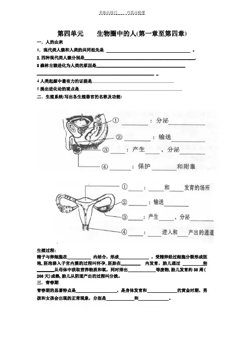第四单元生物圈中的人复习提纲