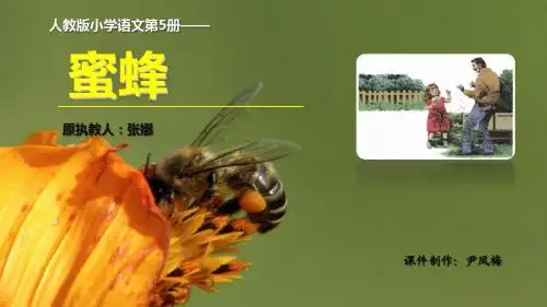 -蜜蜂