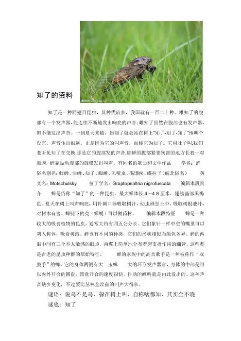 蜻  蜓