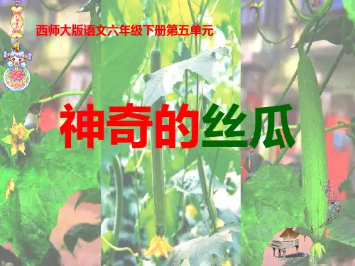 《神奇的丝瓜》ppt课件(7篇)