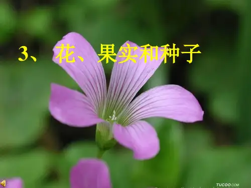 2.3 花、果实和种子