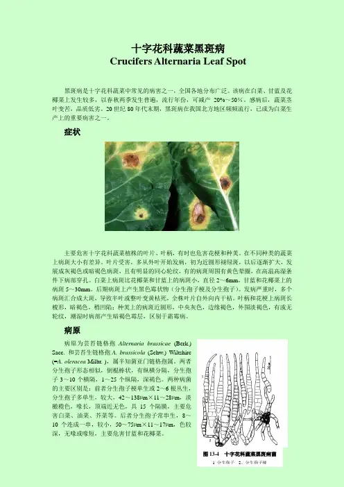十字花科蔬菜黑斑病