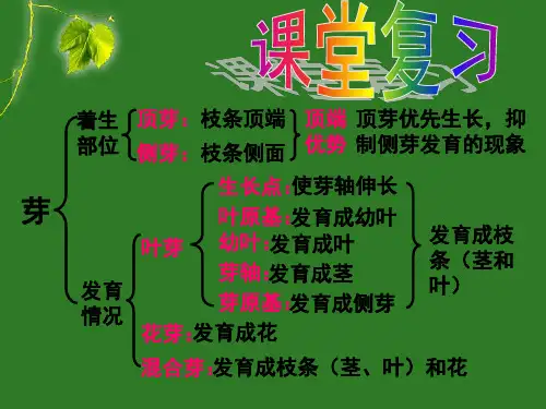 根的生长2014讲解