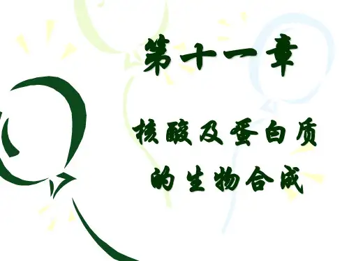 生物化学 核酸及蛋白质的生物合成