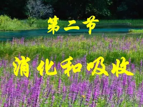 2.2 消化和吸收