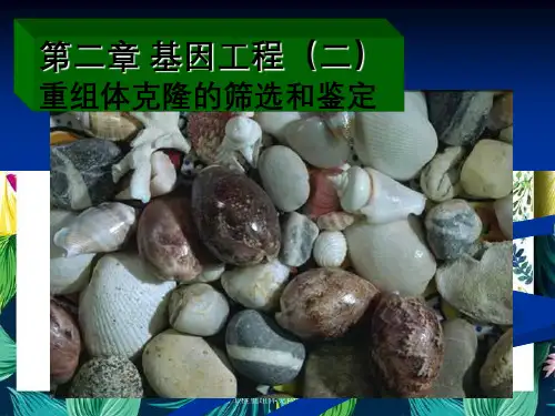 基因工程重组体克隆筛选和鉴定