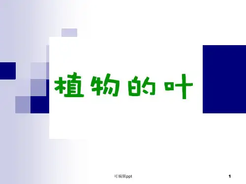 教科版小学三年级上科学《植物的叶》