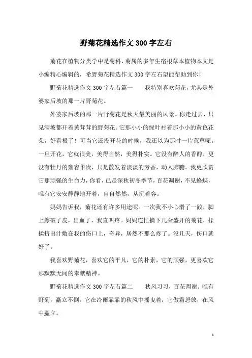 野菊花精选作文300字左右