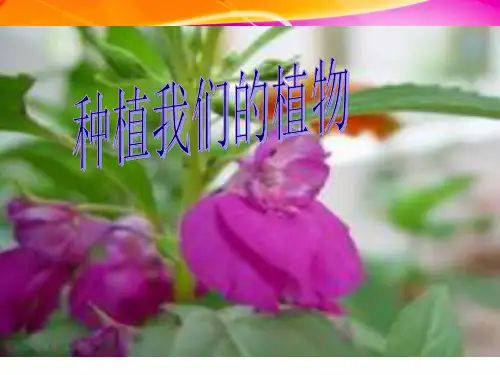 三年级科学下册 1.2种植我们的植物 教科版