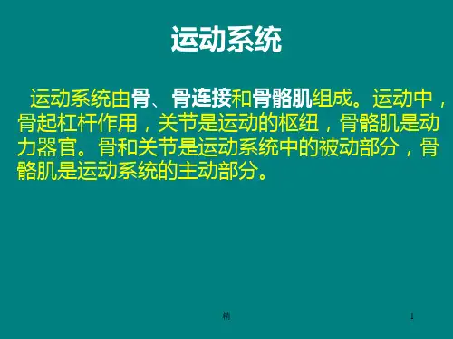 人体骨骼概述