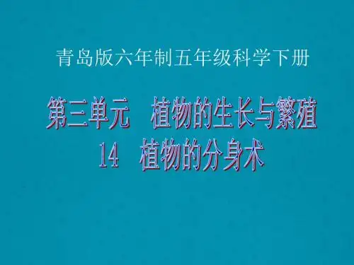 最新青岛版(六三制)小学科学五年级下册《植物的分身术》公开课课件2