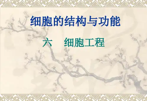 生物学细胞工程(课件)