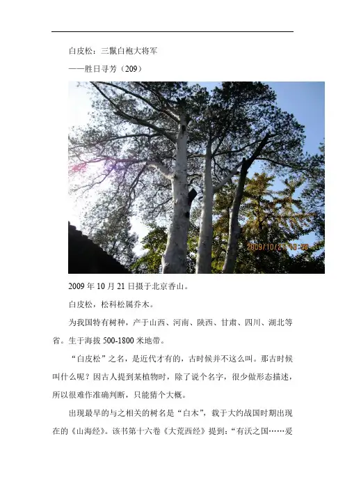 白皮松——胜日寻芳(209) 有图