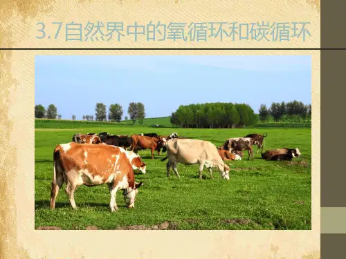 《自然界中的氧循环和碳循环》PPT