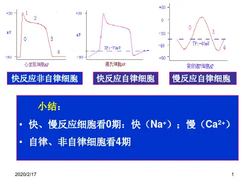 四  心肌的生理特性