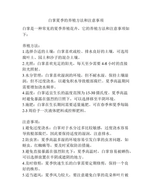 白掌夏季的养殖方法和注意事项
