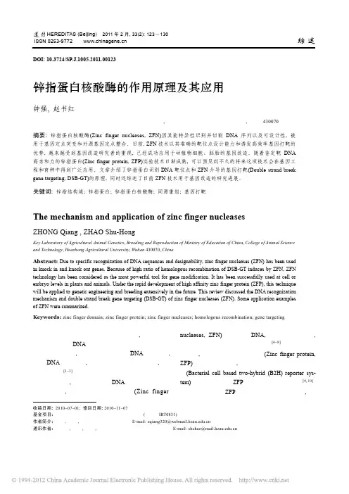 锌指蛋白核酸酶的作用原理及其应用