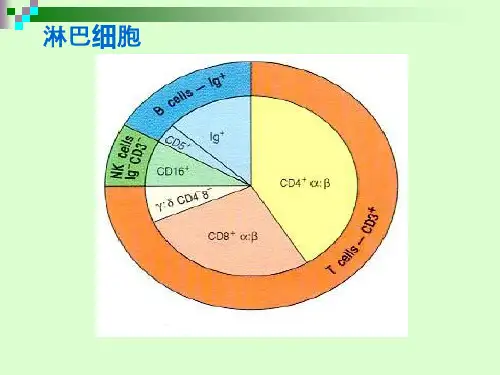 B 淋巴细胞