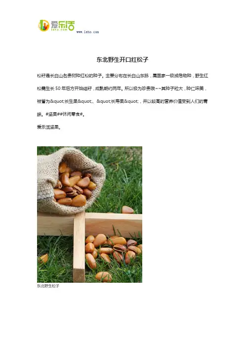 东北野生开口红松子