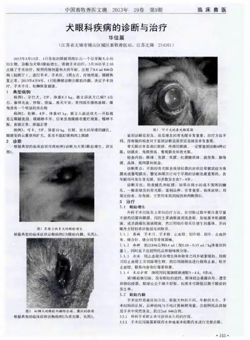 犬眼科疾病的诊断与治疗