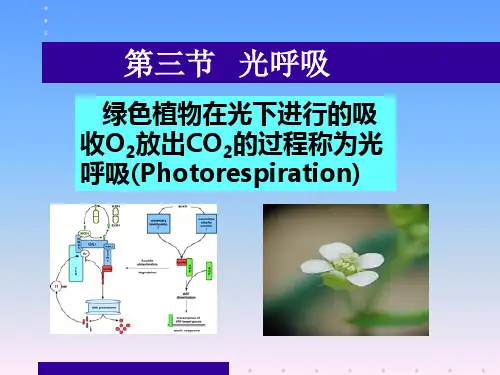 第三章 光合作用(3-5)