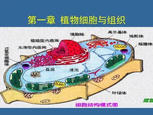 植物的细胞和组织