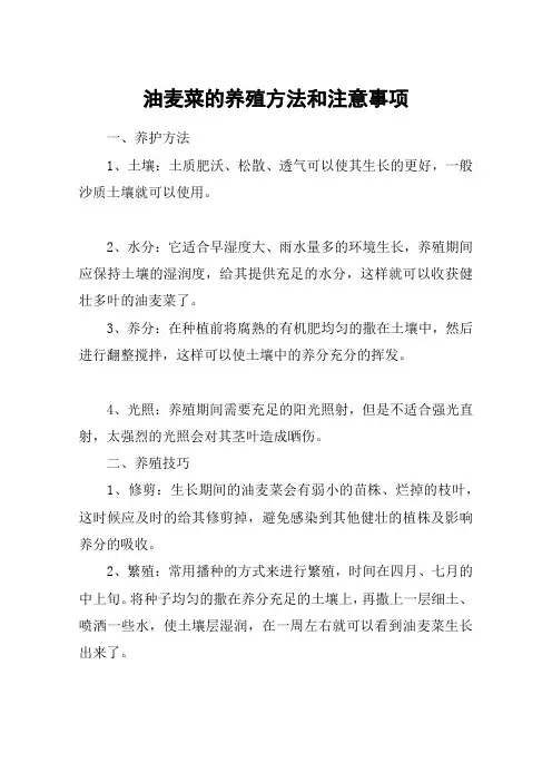 油麦菜的养殖方法和注意事项