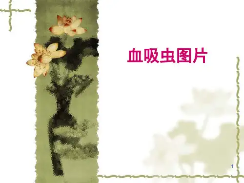 血吸虫图片PPT课件