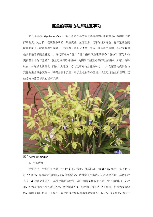 蕙兰的养殖方法和注意事项