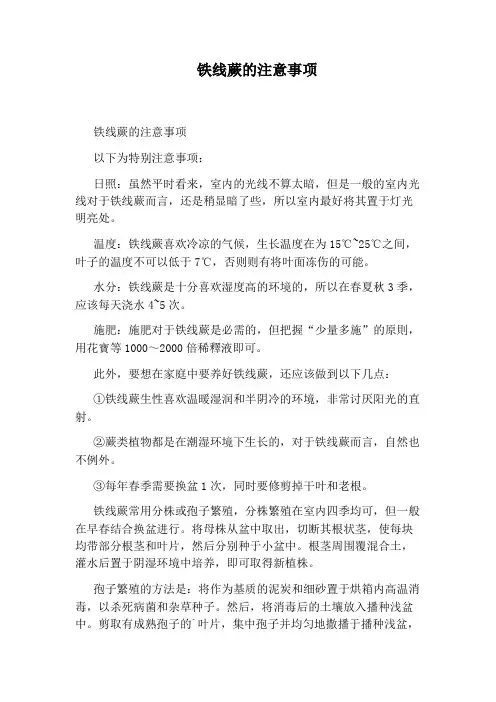 铁线蕨的注意事项