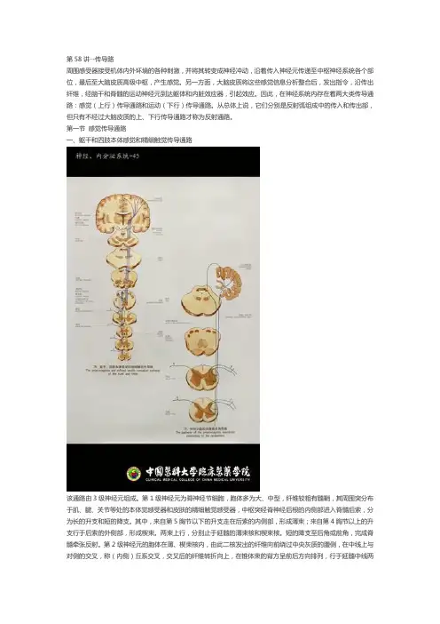 【讲义】11.传导路