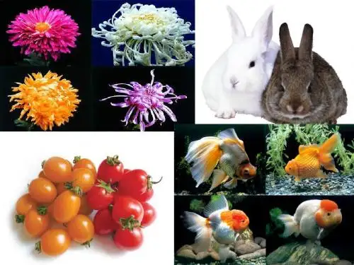 生物的变异 苏教版