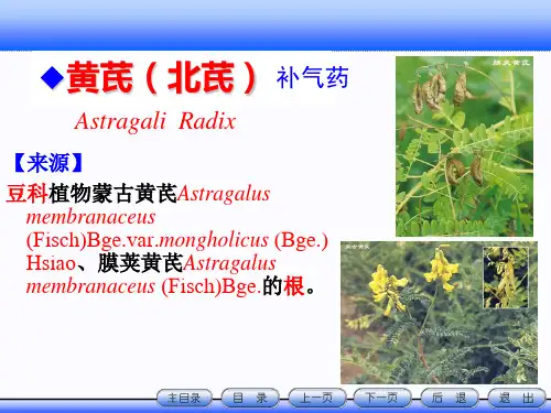 豆科植物类生药