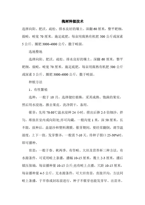 槐树种植技术