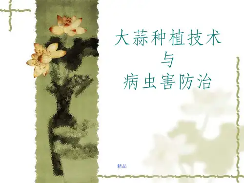 大蒜种植技术及病虫害防治