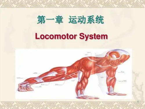 5.骨学