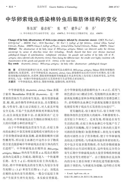 中华卵索线虫感染棉铃虫后脂肪体结构的变化