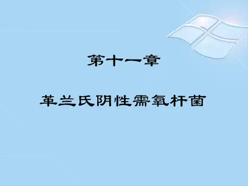 第十一章 革兰氏阴性需氧杆菌