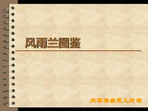 风雨兰图鉴
