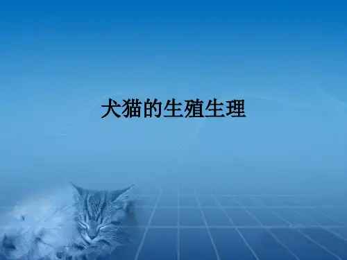 犬猫的生殖生理ppt课件