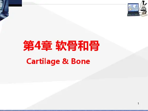 第4章：软骨与骨