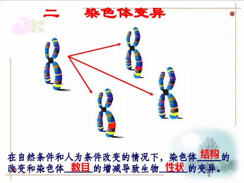 高中生物：染色体变异ppt