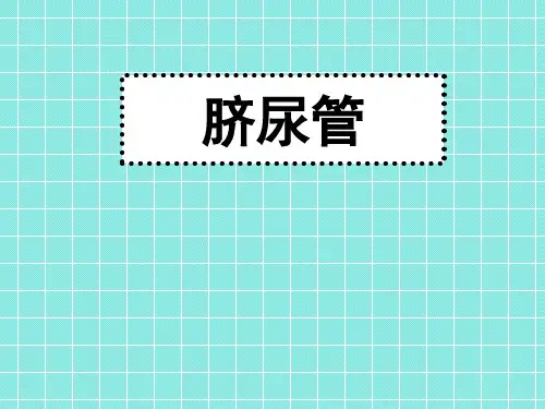 脐尿管